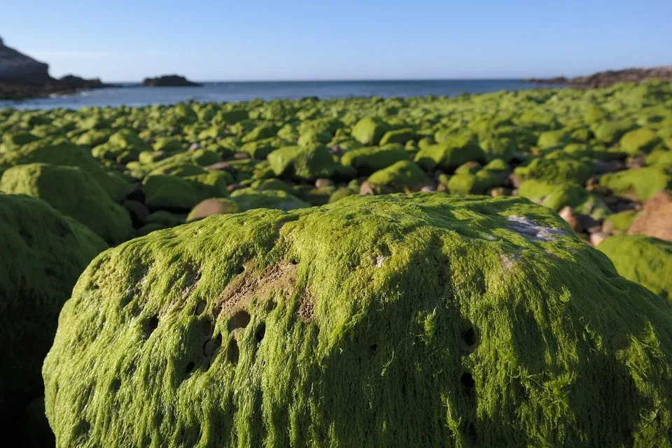 Морская водоросль Морская трава